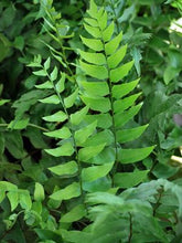 Load image into Gallery viewer, Fortune&#39;s Hardy Holly Fern (Cyrtomium fortunei)
