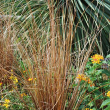 Load image into Gallery viewer, ColorGrass® Leather Leaf Sedge (Carex buchananii &#39;Red Rooster&#39;)
