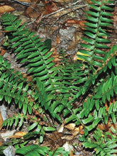 Load image into Gallery viewer, Christmas Fern (Polystichum acrostichoides)
