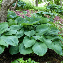 Load image into Gallery viewer, Hosta x &#39;Big Daddy&#39; (Plantain Lily)
