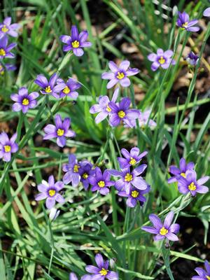 Blue-Eyed Grass (Sisyrinchium angustifolium 'Lucerne'), purple flowers