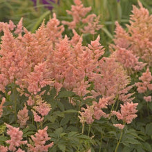 Load image into Gallery viewer, Astilbe japonica &#39;Peach Blossom&#39; (False Spirea) perennial, pink flowers
