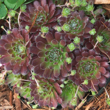 Load image into Gallery viewer, Sempervivum &#39;Pilioseum&#39; (Hens and Chicks)
