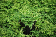 Load image into Gallery viewer, Himalayan Maidenhair Fern (Adiantum venustum)
