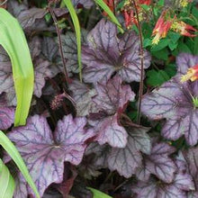 Load image into Gallery viewer, Heuchera x Forever® Purple (Coral Bells)
