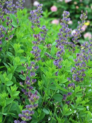 Baptisia x 'Twilight' Prairieblues™ (False Indigo), purple flowers