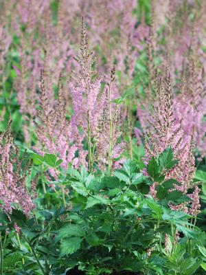 Astilbe chinensis 'Vision in Pink' (False Spirea) perennial, pink flowers