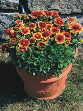 Load image into Gallery viewer, Gaillardia x grandiflora &#39;Arizona Sun&#39; (Blanket Flower)
