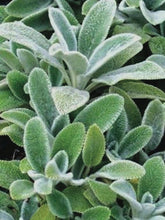 Load image into Gallery viewer, Stachys byzantina &#39;Silver Carpet&#39; (Lamb&#39;s Ear)
