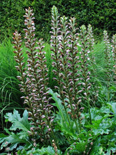 Load image into Gallery viewer, Bear&#39;s Breeches (Acanthus x mollis &#39;Morning Candle&#39;)
