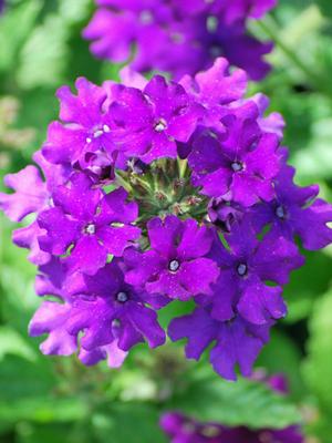 Verbena EnduraScape™ Purple (Vervain)