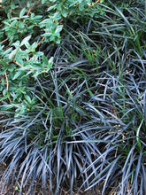 Load image into Gallery viewer, Black Mondo Grass (Ophiopogon planiscapus &#39;Ebony Knight&#39;)
