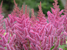 Load image into Gallery viewer, Astilbe chinensis &#39;Vision in Pink&#39; (False Spirea) perennial, pink flowers
