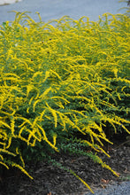 Load image into Gallery viewer, Solidago rugosa &#39;Fireworks&#39; (Goldenrod)
