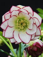 Load image into Gallery viewer, Helleborus x hybridus Winter Jewels® &#39;Fire and Ice&#39;
