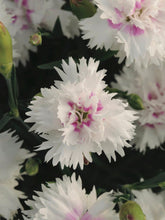 Load image into Gallery viewer, Dianthus Everlast™White + Eye (Garden Pinks), white flowers
