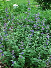 Load image into Gallery viewer, Nepeta racemosa &#39;Blue Wonder&#39; (Catmint)
