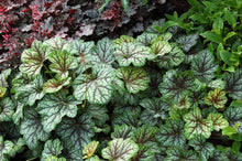 Load image into Gallery viewer, Heuchera americana &#39;Green Spice&#39; (Coral Bells)
