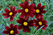 Load image into Gallery viewer, Coreopsis x Li&#39;l Bang™ &#39;Red Elf&#39; (Tickseed), red flowers
