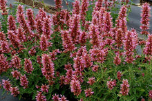 Load image into Gallery viewer, Agastache x Poquito™Lavender (Dwarf Hummingbird Mint) perennial
