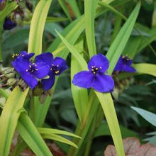Load image into Gallery viewer, Tradescantia andersoniana &#39;Sweet Kate&#39; (Spiderwort)
