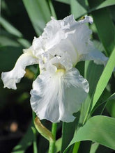 Load image into Gallery viewer, Iris germanica &#39;Immortality&#39; (Tall Bearded Iris
