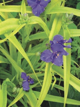 Load image into Gallery viewer, Tradescantia andersoniana &#39;Sweet Kate&#39; (Spiderwort)
