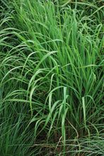 Load image into Gallery viewer, Red-Leaved Miscanthus (Miscanthus &#39;Purpurascens&#39;)
