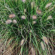Load image into Gallery viewer, Cassian Fountain Grass (Pennisetum alopecuroides &#39;Cassian&#39;)
