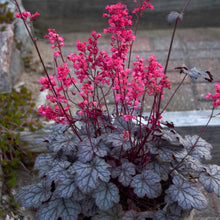 Load image into Gallery viewer, Heuchera x &#39;Timeless Treasure&#39; (Coral Bells)
