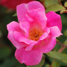 Load image into Gallery viewer, Pink Knock Out® Rose
