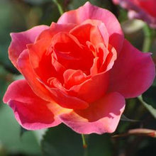 Load image into Gallery viewer, Coral Knock Out®, red rose
