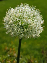 Load image into Gallery viewer, Allium &#39;Mt. Everest&#39; (Ornamental Onion) perennial
