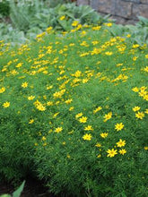 Load image into Gallery viewer, Coreopsis verticillata &#39;Zagreb&#39; (Tickseed), yellow flowers
