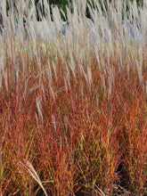 Load image into Gallery viewer, Red-Leaved Miscanthus (Miscanthus &#39;Purpurascens&#39;)
