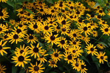 Load image into Gallery viewer, Dwarf Black-Eyed Susan (Rudbeckia fulgida &#39;Little Goldstar&#39;), yellow flowers
