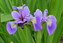 Load image into Gallery viewer, Blue Flag Iris (Iris versicolor), purple flower
