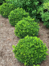 Load image into Gallery viewer, Buxus NewGen Independence® (Boxwood)
