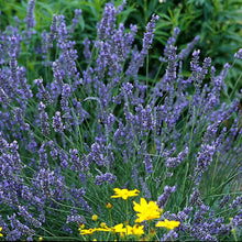 Load image into Gallery viewer, Fat-Spiked Lavender (Lavandula x intermedia &#39;Grosso&#39;)
