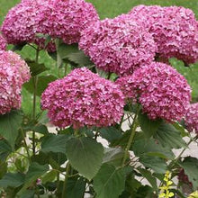 Load image into Gallery viewer, Dwarf Smooth Hydrangea (Hydrangea absorescens Invincibelle Mini Mauvette®), pink flowers
