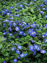 Load image into Gallery viewer, Veronica umbrosa &#39;Georgia Blue&#39; (Speedwell)
