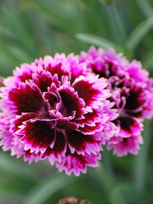Dianthus Everlast™Lilac +Eye (Garden Pinks), purple flowers