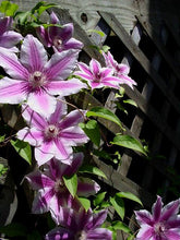 Load image into Gallery viewer, Clematis hybrid &#39;Nelly Moser&#39; (Hybrid Clematis)
