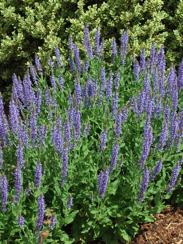 Salvia nemorosa 'Blue Hill' (Sage)