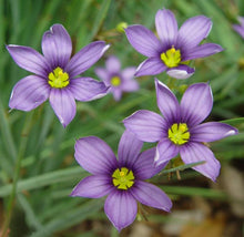 Load image into Gallery viewer, Blue-Eyed Grass (Sisyrinchium angustifolium &#39;Lucerne&#39;), purple flowers
