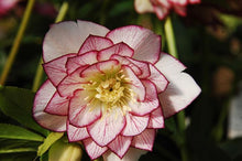 Load image into Gallery viewer, Helleborus x hybridus Winter Jewels® &#39;Fire and Ice&#39;
