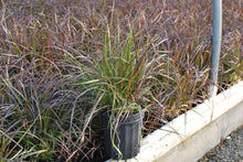 Load image into Gallery viewer, Purple-Leaved Fountain Grass (Pennisetum setaceum &#39;Rubrum&#39;)
