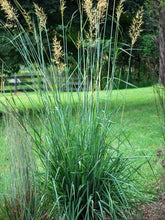 Load image into Gallery viewer, Indian grass (Sorghastrum nutans)
