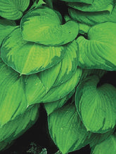Load image into Gallery viewer, Hosta x &#39;Gold Standard&#39; (Plantain Lily)
