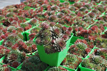 Load image into Gallery viewer, Sempervivum &#39;Red Rubin&#39; (Hens-and-chicks)
